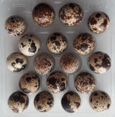 Αυγά ορτυκιού 18 τεμ. EKOWITAL