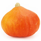 Confezione grande (kg) - zucca Hokkaido fresca BIO (ca. 10 kg)