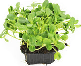 Ηλιοτρόπια μικροχλωρίδα σε γλάστρα ΒΙΟ (Πολωνία) (1 τεμάχιο)