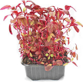 Μικροφύλλα από Αμάρανθο σε βιολογικό δοχείο (Πολωνία) (1 τεμάχιο)