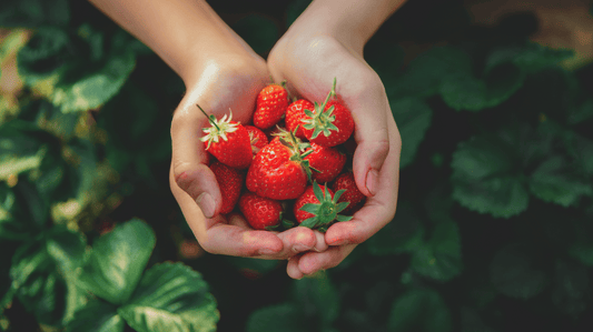 Erdbeeren aus dem Supermarkt oder BIO? Was wirklich in den Sommer-Klassikern steckt