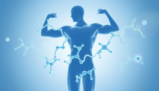 Protein - Das Fundament für Ihre Gesundheit und Leistungsfähigkeit