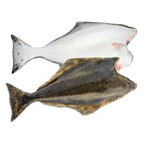 Urtagen vit hälleflundra 1–3 kg