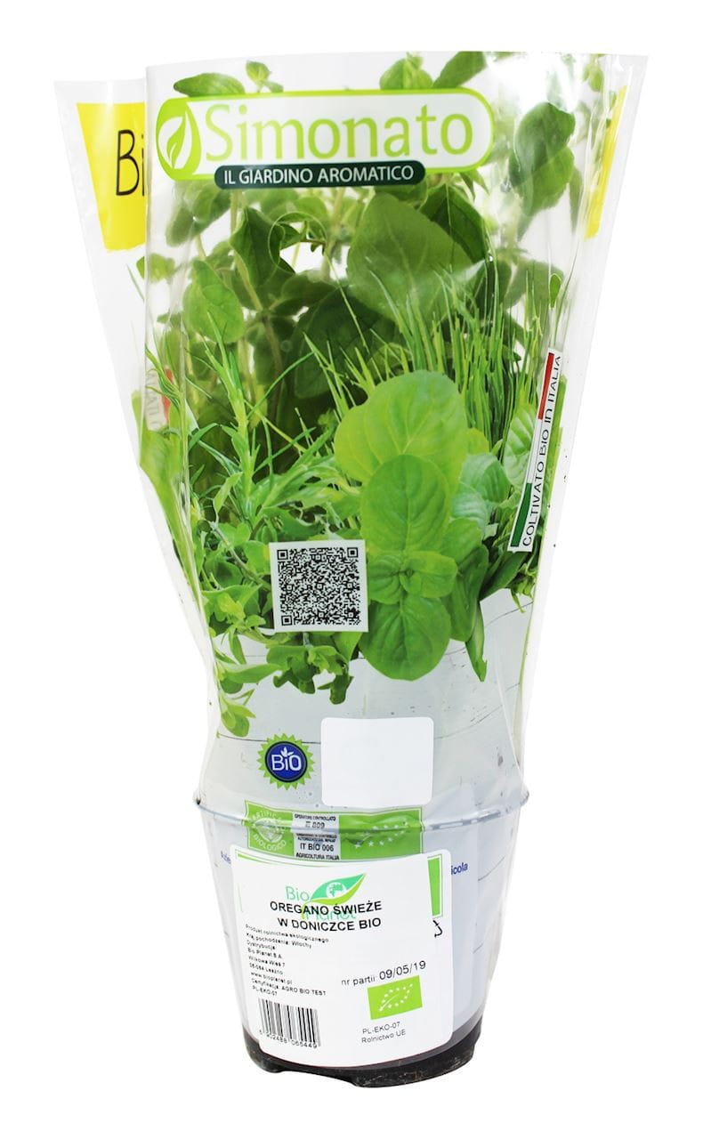 Čerstvý oregano v BIO květináči (1 ks)