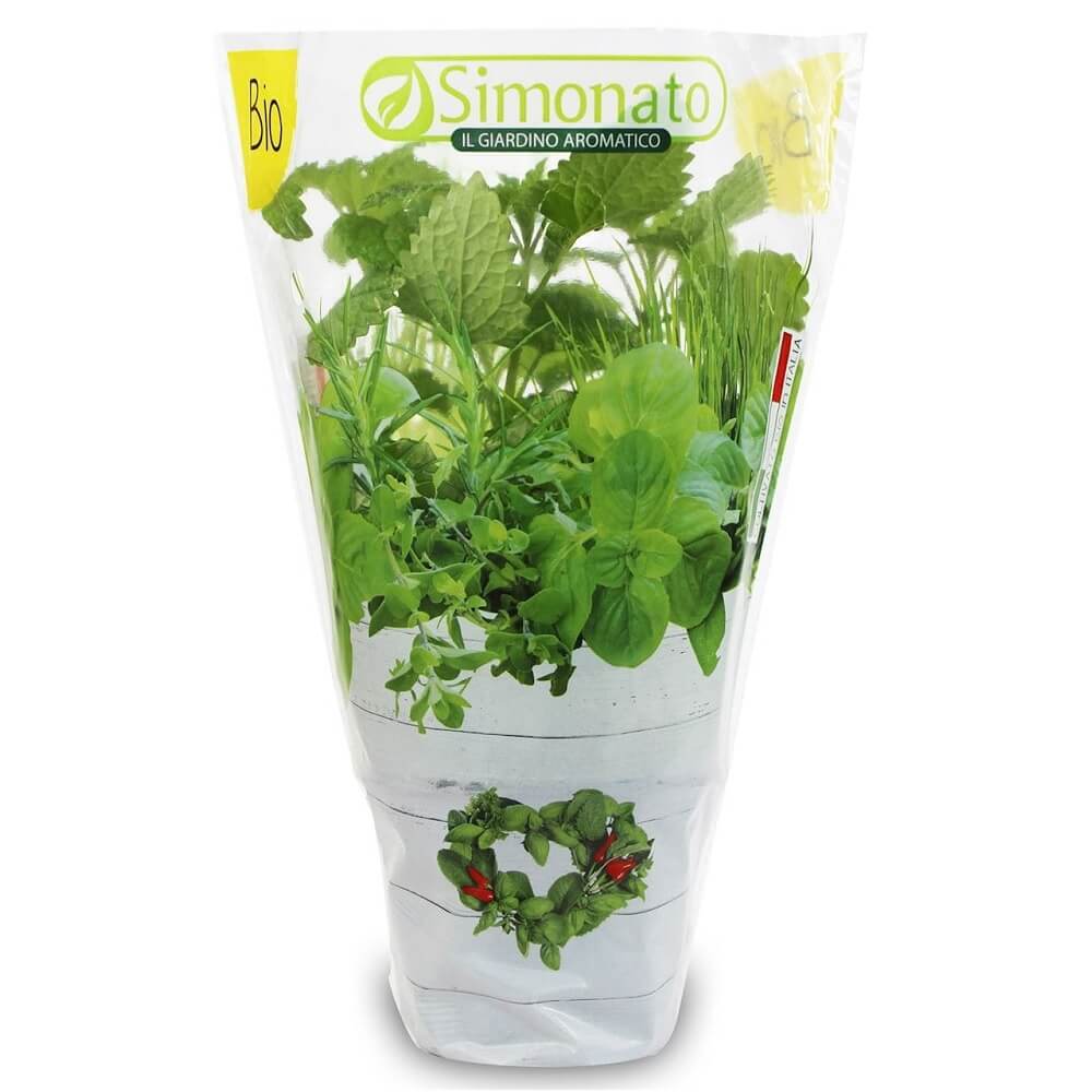 Čerstvá meduňka v BIO květináči (1 kus)