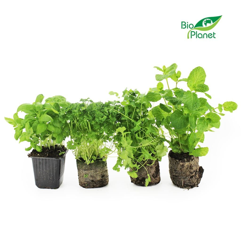 Frisk krydderurteblanding i potte ØKO (polsk) (6 stk)