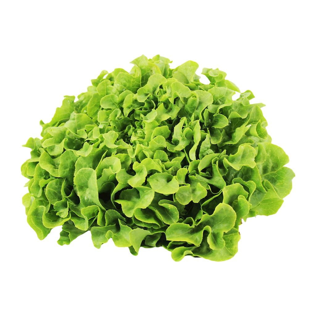Gói tổng hợp (cái) - rau diếp lá sồi tươi hữu cơ (Ba Lan) (khoảng 8 cái)