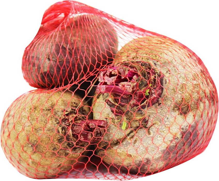 Čerstvá červená řepa BIO (cca 1 kg)