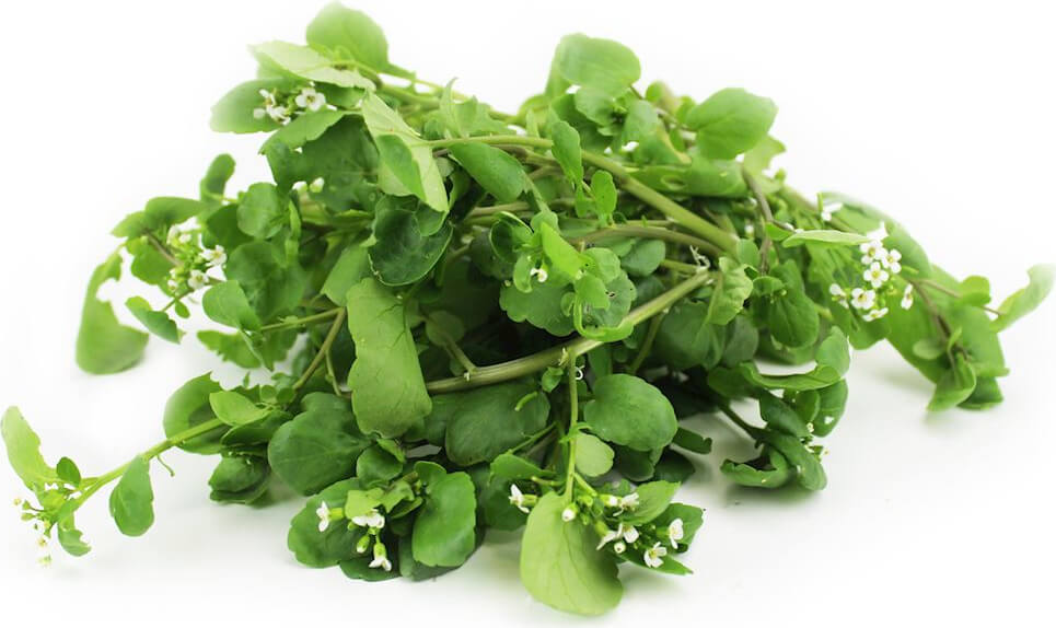 BIO-VANDRUBY (ca. 50 g)