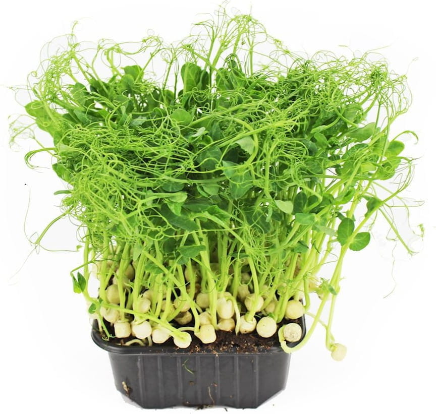 Daun mikro kacang kental dalam periuk BIO (Poland) (1 keping)