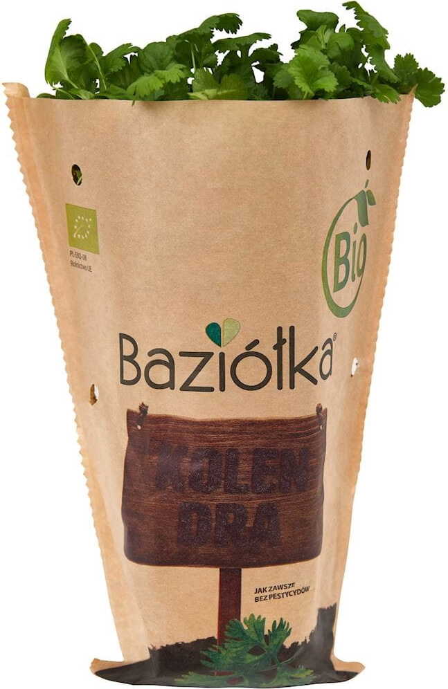 Frisk potte-koriander ØKO (polsk) (1 stk)