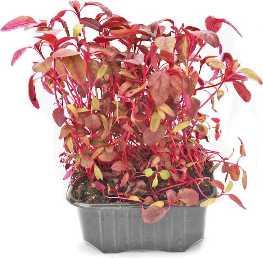 Daun Mikro Amaranth dalam Periuk BIO (Poland) (1 Keping)