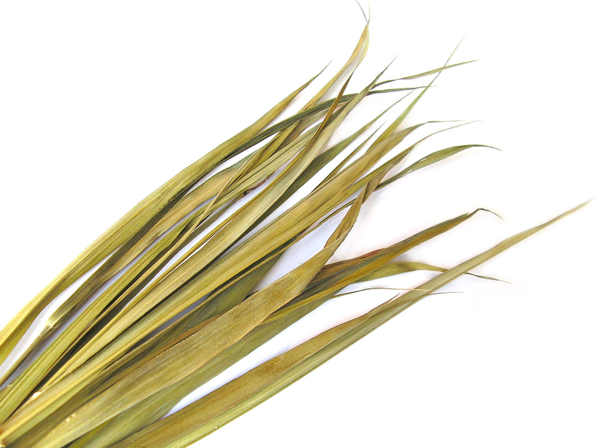 Żubrówka BIO (หญ้า) ของขวัญจากธรรมชาติ