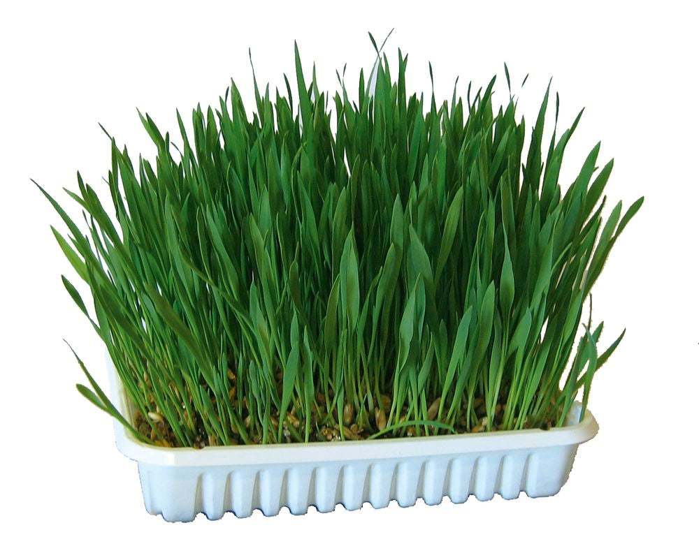 Grassamen für Katzen, 100 g [83198] - KERBL